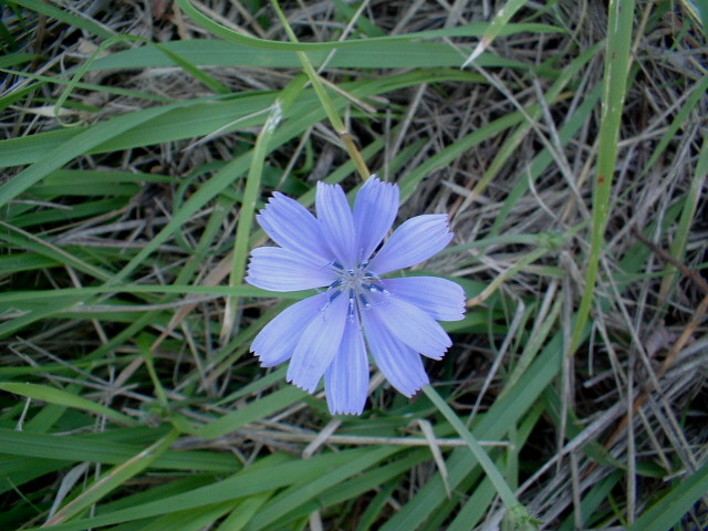 Cichorium intybus / Cicoria comune